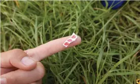  ??  ?? An acid tab on a man’s finger. Drugs like LSD are enjoying a vogue. Photograph: Joe Bird/ Alamy