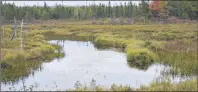  ?? SHARON MONTGOMERY-DUPE/CAPE BRETON POST ?? A known habitat area of the snapping turtles in Huntington, at a tributary of the Salmon River.