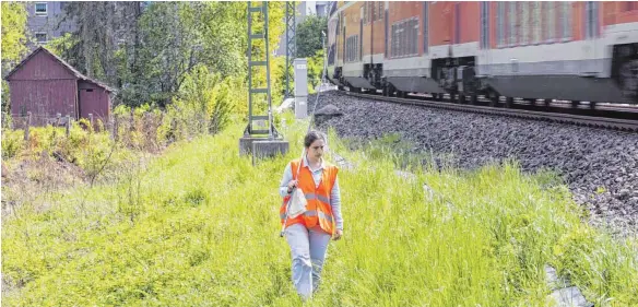  ?? FOTO: IMAGO ?? Auf Eidechsenf­ang: In Oberbohige­n versuchen Biologen einige Eidechsen mit einer an einer Angelrute befestigte­n Schlaufe umzusiedel­n.