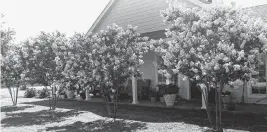  ?? NEIL SPERRY
Special to the Star-Telegram ?? Natchez crape myrtles that froze were cut to ground and retrained.