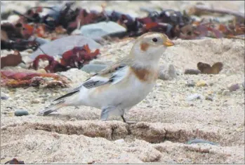  ?? Photo Charlotte Clough ?? Snow bunting: this bird on Brodick beach by Fisherman’s Walk was a very confiding bird.