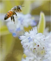  ?? EFE ?? Ayer se conmemoró el Día mundial de las abejas en el mundo.