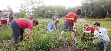  ?? Pin Lim / For the Chronicle ?? Volunteers work in the garden at St. Christophe­r Episcopal Church in League City. The program needs more volunteers, according to garden ministry leader Ally Hardick. “There’s something to do here every day,” she says.