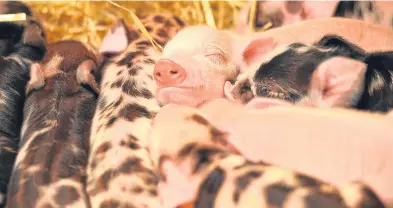  ??  ?? Pigs could be used to grow donor human organs if the research is a success.