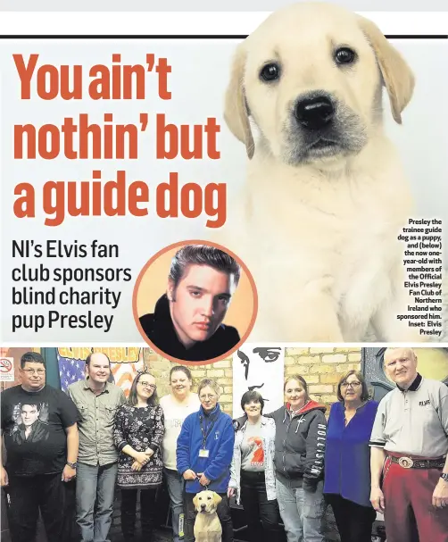  ??  ?? Presley the trainee guide dog as a puppy, and (below) the now oneyear-old with members of the Official Elvis Presley Fan Club of
Northern Ireland who sponsored him. Inset: Elvis
Presley