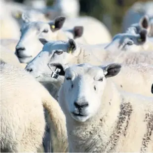  ??  ?? The region chairman of the National Sheep Associatio­n, Jennifer Craig, said she aims to improve communicat­ion this year. Picture: Kim