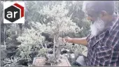  ??  ?? QUARRY CASE: Farouk Patel, chairperso­n of the Durban Bonsai Society, with a camphor tree he rescued from a quarry in Empangeni.