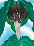  ??  ?? Georgia O’keeffe (1887-1986), Jack-in-the-pulpit No. 3, 1930. Oil on canvas, 40 x 30 in. Alfred Stieglitz Collection, Bequest of Georgia O’keeffe, National Gallery of Art, Washington. 1987.58.2. © Board of Trustees, National Gallery of Art, Washington. On view in Georgia O’keeffe: Living Modern at Norton Museum of Art.