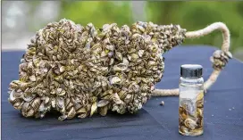  ?? PHOTOS BY JAY JANNER / AMERICAN-STATESMAN ?? Preserved dead zebra mussels from Lake Ray Roberts near Denton are displayed Tuesday at a news conference at Mansfield Dam Park in Lake Travis. The invasive species has been spreading across the U.S. since 1988.