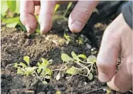  ?? Ricardo DeAratanha Los Angeles Times ?? MESCLUN seedlings can f lourish at this time of year, but don’t over-water: Wet plus cool can mean mildew and rot.