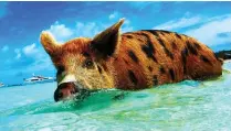  ??  ?? UNSPOILT: The Samana area of the Dominican Republic, which is good for whalewatch­ing. Right: The swimming pigs of the Bahamas.