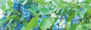  ?? Photo / File ?? Blueberrie­s with high antioxidan­t levels are considered a superfood.
