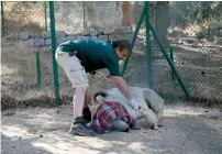  ?? AP ?? A bear is examined to be sure it is fully sedated outside Amman, Jordan.