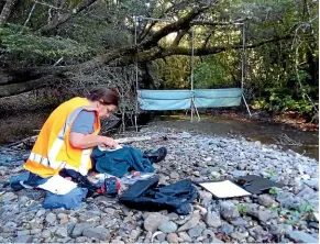  ?? NICK EADE ?? Last summer, the Te Hoiere Bat Recovery Project’s monitoring programme discovered new long-tailed bat roosting sites at two reserves near Rai Valley, about 10 kilometres from the population at Pelorus Bridge.