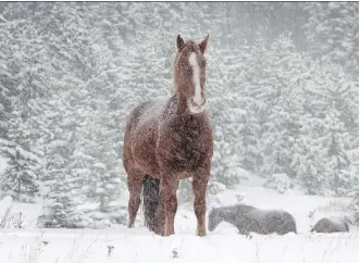  ??  ?? A new study aims to determine the carrying capacity of the land for Alberta’s feral horses.