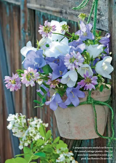  ??  ?? Campanulas are useful cut flowers for casual cottage posies – they’re seen here jumbled in with pale pink fan flowers (Scaevola).
