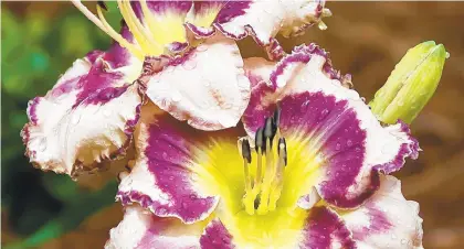  ?? TRIBUNE NEWS SERVICE ?? Daylilies are beautiful and easy to grow. There are thousands of varieties from which to choose.