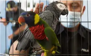  ??  ?? Fine feathers: A police officer looking at some of the confiscate­d birds in Penang. — ZHAFARAN NASIB/The Star