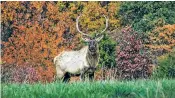  ?? DOGWOOD CANYON NATURE PARK ?? An elk at the Dogwood Canyon Nature Park in Missouri. Wildlife tours are springing up around the U.S., which has an abundance of opportunit­ies for memorable wildlife encounters.