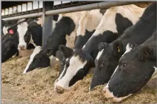  ?? ?? AVERAGE FEED costs are predicted to increase by £46/cow as prices rise and concentrat­es are fed to replace forage shortfalls