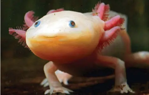  ?? Foto: Jan Peter Kasper, dpa ?? Praktisch der Titelheld von Helene Hegemanns Roman „Axolotl Roadkill“von 2010, den sie morgen als „Axolotl Overkill“in die Kinos bringt. KUNST AKTION