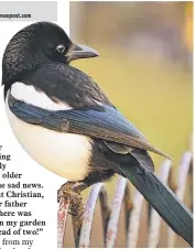  ??  ?? A magpie rests on a fence. – Photo by Garry Knight