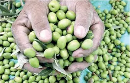  ??  ?? ACEITUNAS. LA COSECHA RONDO LAS 100.000 TONELADAS. UN AÑO RECORD.