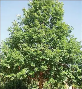  ??  ?? The swamp white oak, the tree the Schuylkill Center planted on Earth day. despite its name, the tree is found in a variety of habitats.