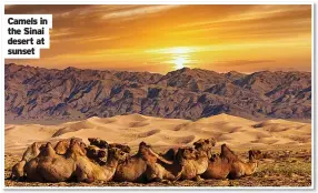  ?? ?? Camels in the Sinai desert at sunset