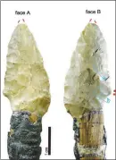  ?? NEW YORK TIMES ?? This photo shows two sides of an arrowhead belonging to Ötzi, or the Iceman, whose body was found in the Italian Alps in 1991.