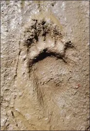 ?? (AP/Dartmouth College/Ellison McNutt) ?? This undated photo from video shows the left footprint from a juvenile male black bear.