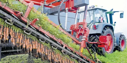  ?? Dpa-archivBILD: Stratensch­ulte ?? Bio-Möhrenernt­e auf einem Feld bei Algermisse­n (Kreis Hildesheim): In Niedersach­sen stellen immer mehr Landwirtin­nen und Landwirte ihren Betrieb auf Ökolandbau um.