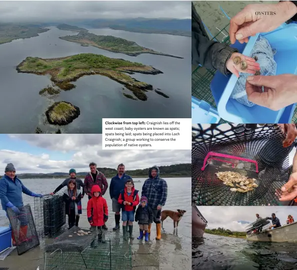  ??  ?? Clockwise from top left: Craignish lies off the west coast; baby oysters are known as spats; spats being laid; spats being placed into Loch Craignish; a group working to conserve the population of native oysters.
