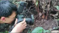  ?? Thismiamal­ipoensis in the nature PHOTOS PROVIDED TO CHINA DAILY ?? Ya Jidong takes photos of reserve in 2019.