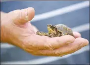  ?? NWA Democrat-Gazette/DAVID GOTTSCHALK ?? Alan Gregory describes the injuries to an Eastern Box Turtle.