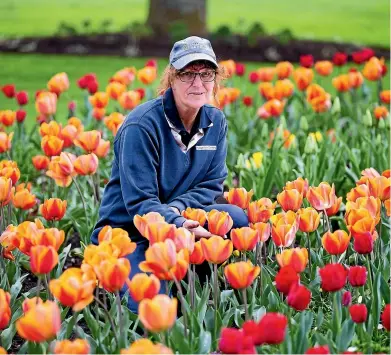  ?? DOMINICO ZAPATA/STUFF ?? Gardener Leanne Tapu tends to tulips at the Hamilton Gardens. The gardens will change over to summer bedding plants around Labour Weekend.