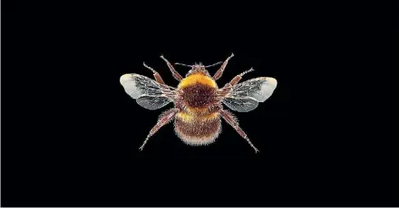  ?? LANDCARE RESEARCH.CO.NZ ?? Small garden bumblebee, Bombus hortorum