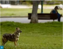  ?? Jack Guez - 13.abr.20/AFP ?? 3 3 chacal andando em parque israelense de Tel Aviv