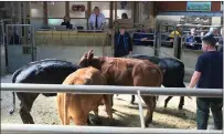  ??  ?? „ Bullocks peaked at £ 1,185 at C&amp;D Auction Marts in Dumfries.