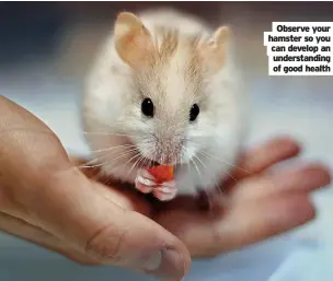  ?? ?? Observe your hamster so you can develop an understand­ing of good health