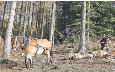  ?? FOTO: DORO SIEWERT ?? Rückepferd Elli von Olav Schracke aus Radevormwa­ld zieht die Baumstämme unterhalb der Eschbachta­lsperre scheinbar mühelos bis zum Weg. Dort wird es abgeholt.