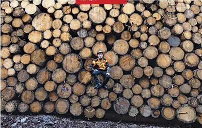 ??  ?? QUEL CHE RESTA
Un operaio forestale in mezzo agli «schianti» (si chiamano così i tronchi caduti) pronti per essere trasportat­i in segheria. Dopo Vaia il prezzo del legname è crollato.