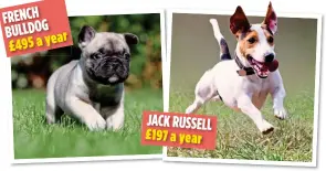  ??  ?? BITING: The more health issues the dogs have, the higher the premiums JACK RUSSELL £197 a year FRENCH BULLDOG £495ayear