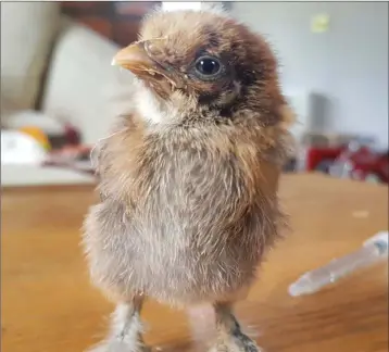  ??  ?? Boots the Bantam chicken is being well cared for by Mrs G