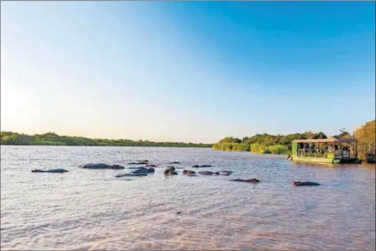  ?? Photo: Leisa Tyler/getty Images ?? Defect: Scientists found that chemicals used to control Chromolaen­a, an invasive plant growing on river banks, raises the sand’s temperatur­e and this affected the sex of crocodiles being born.