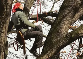  ?? Foto: Michal Šula, MAFRA ?? Stromová kůra Během února ošetří arboristé pět desítek stromů na Petřínskýc­h svazích. Jejich zásahy odlehčí korunám dřevin a zvýší jejich stabilitu.