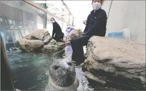  ?? (AP/Charles Krupa) ?? Mammal trainer Patty Schilling (right) and her co-workers wear protective masks as they feed and check the health of Atlantic harbor seals in an outdoor exhibit at the New England Aquarium in Boston.