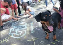  ??  ?? FUN OUTING: Dachshund Marcus Gava is all eyes and ears as Bree Street is decorated with chalk at the Open Streets event.