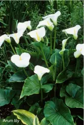  ??  ?? Arum lily