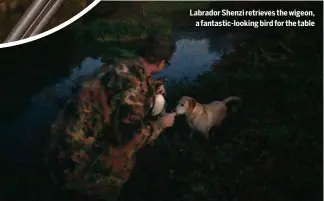  ?? ?? Labrador Shenzi retrieves the wigeon,
a fantastic-looking bird for the table